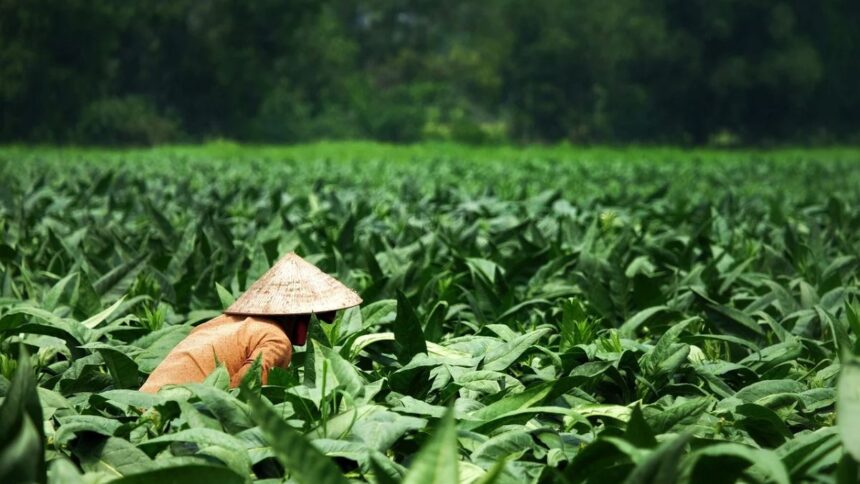 OMS arranca campaña para que productores de tabaco cambien de cultivo