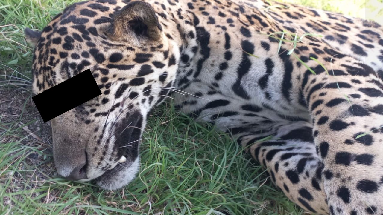 Jaguar fallece tras ser atropellado en la Cancún-Chetumal, QRoo