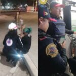 Arrastran contra pavimento a mula en Puebla; asociaciones denuncian hecho