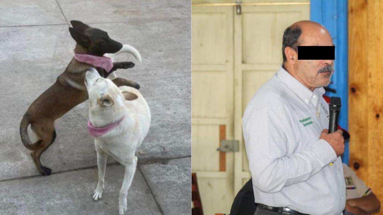 Acusan a alcalde de Tangancícuaro de asesinar a dos perritos, MICH