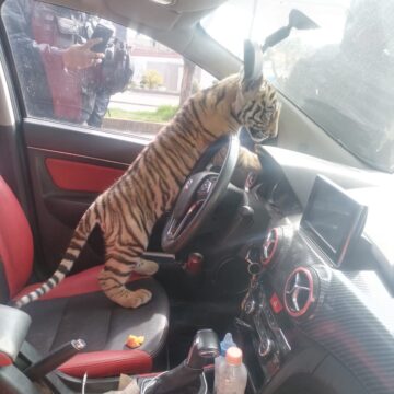 Policías de Nezahualcóyotl rescataron a un cachorro de tigre de bengala a bordo de un auto