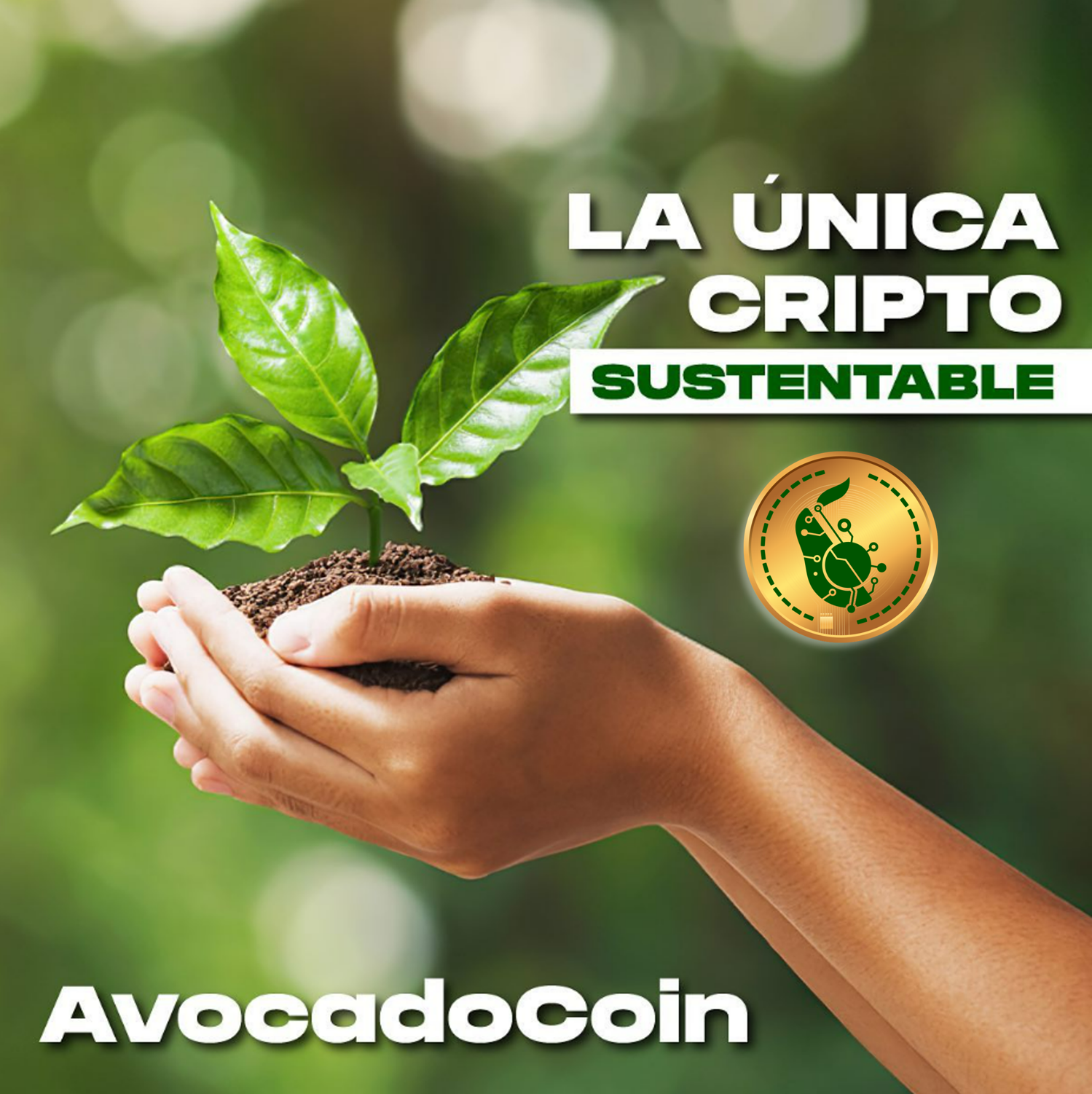 AvocadoCoin, liderando las Finanzas Regenerativas (ReFI)