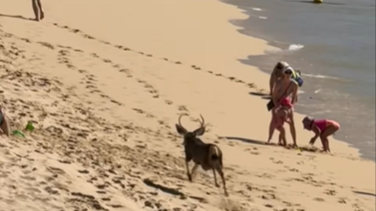 Un venado sorprende a turistas en playa de Cabo San Lucas