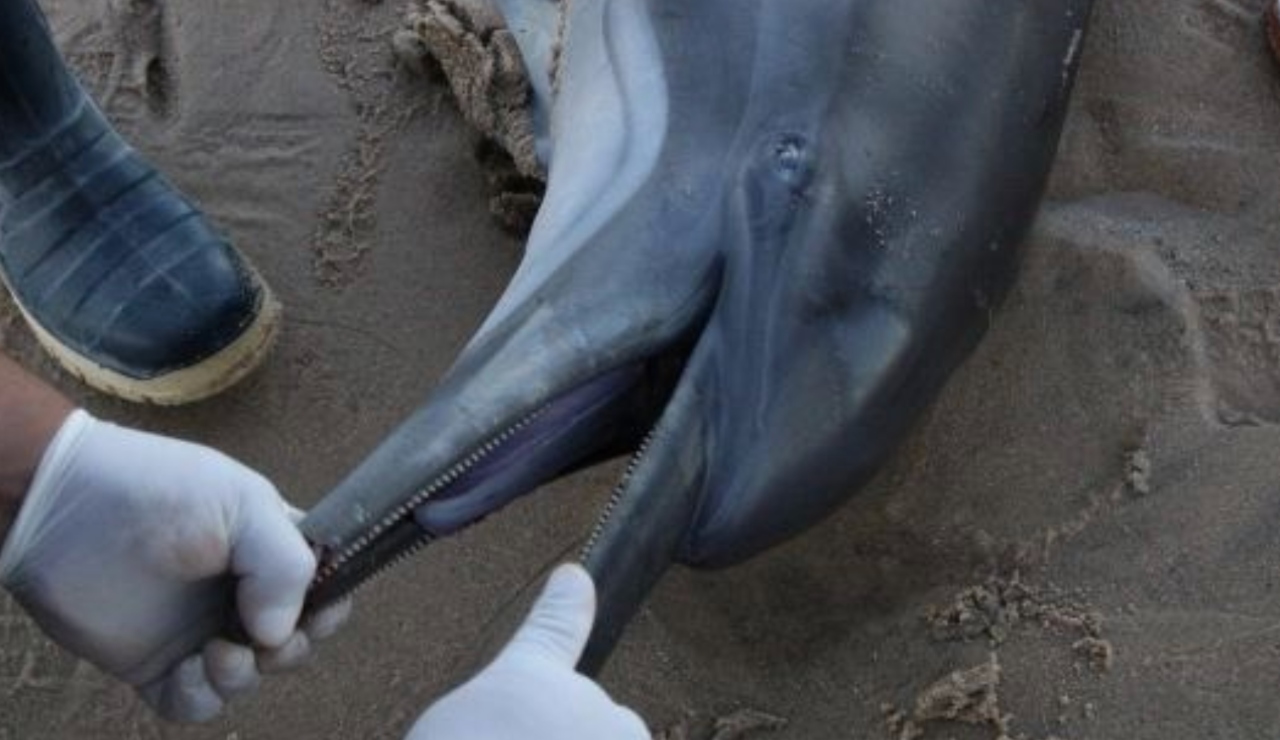 Hallan 28 delfines muertos en hogar de la vaquita marina en Baja California