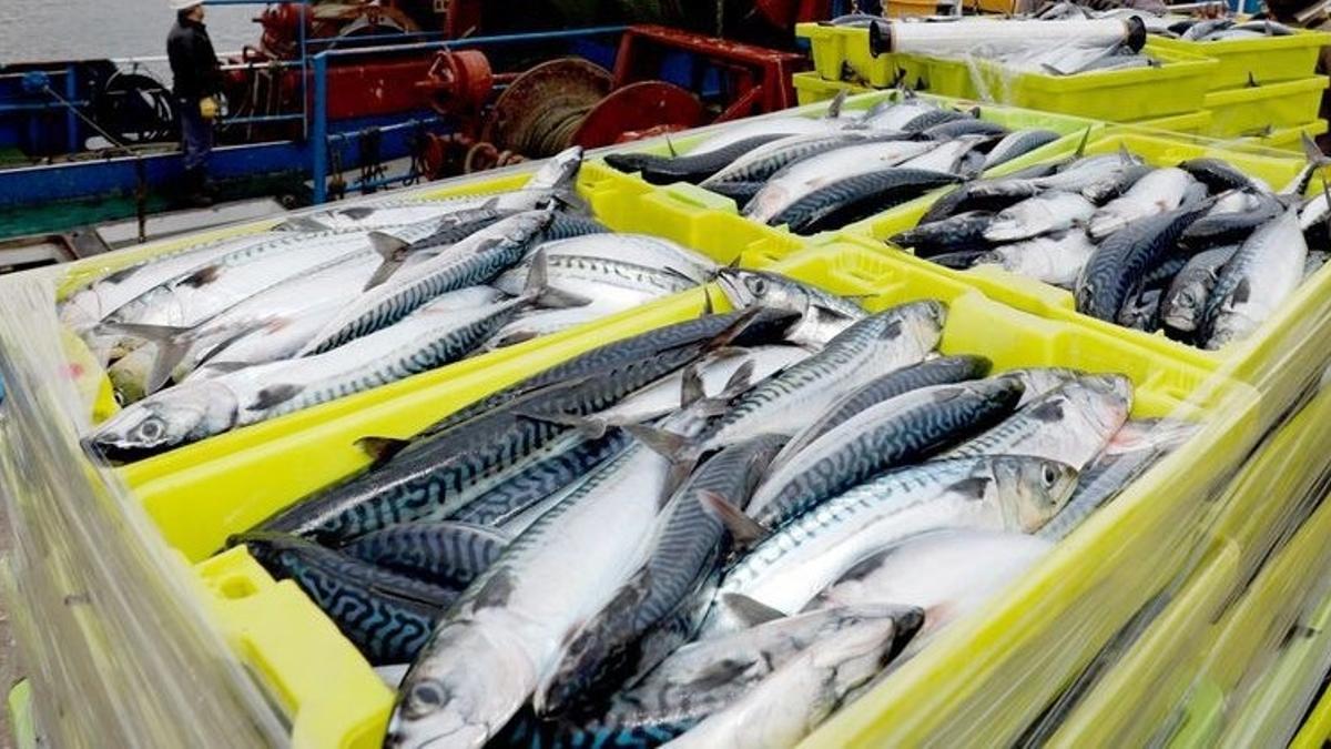 ¡Bara bara! A 25 pesos el kilo, este es el pescado más económico para consumir en Semana Santa
