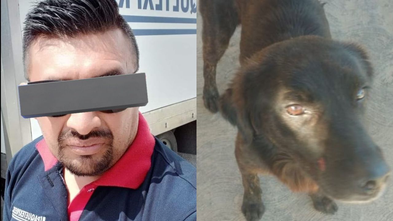 Dan tres meses de cárcel a Jorge “N” por amputar la pata de un perrito en Yucatán