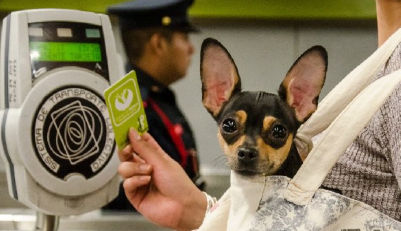 Mascotas pueden viajar en el Metro de CDMX… pero con restricciones