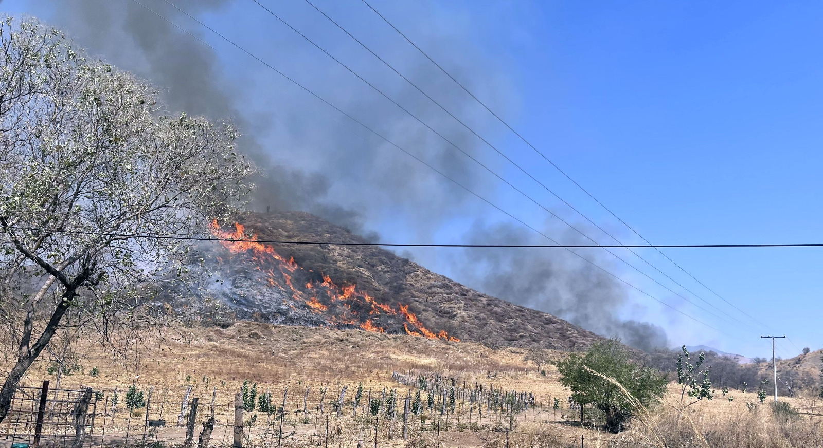 Está deforestado el 70% de la zona Sierra Costa de Michoacán; este año se han perdido 9 mil hectáreas por incendios en Coalcomán