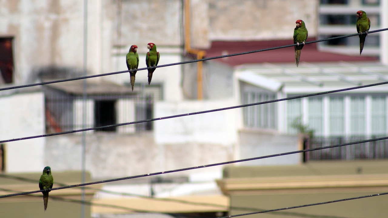 Aves caen muertas por altas temperaturas en Tamaulipas y San Luis Potosí