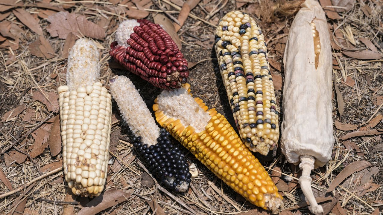 Conahcyt estudia impactos a la salud del maíz transgénico
