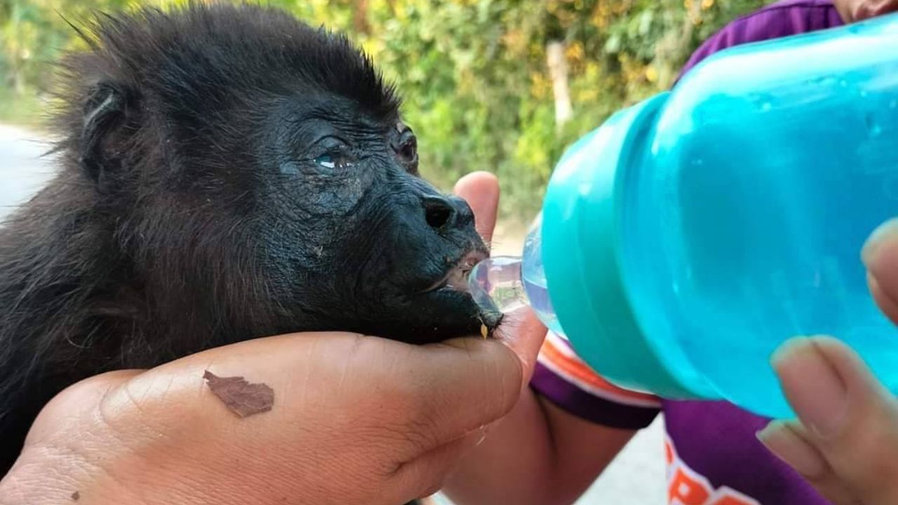 Semarnat implementa rescate de monos en Tabasco y Chiapas por ola de calor