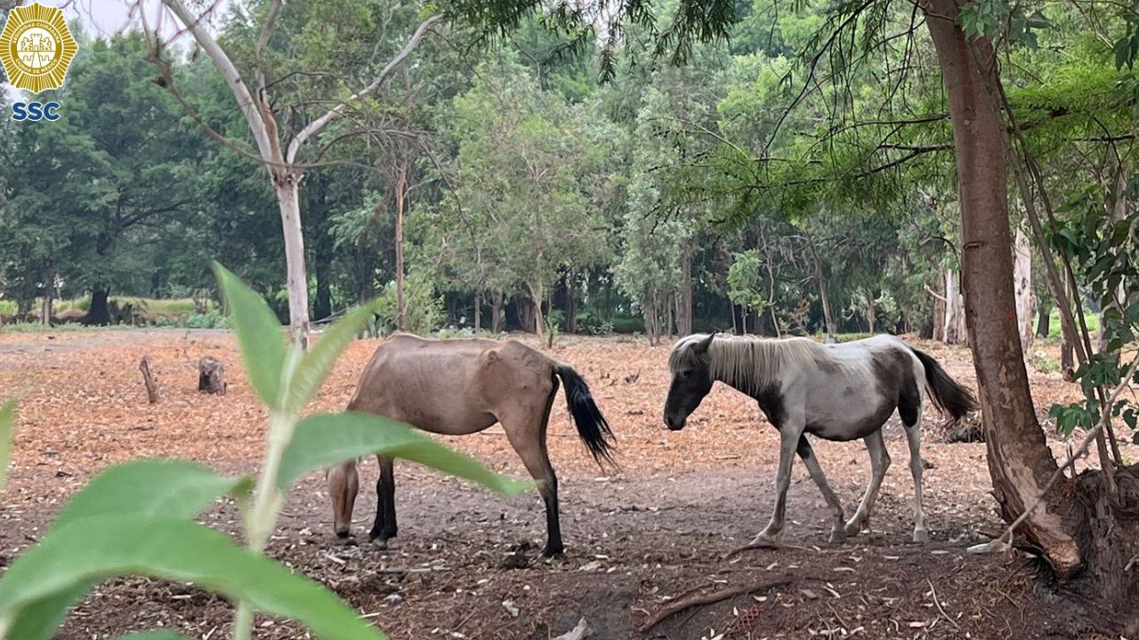 Rescatan a 2 yeguas y 3 gatitos que vivían en malas condiciones en Xochimilco