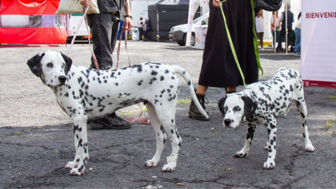 Crean padrón de paseadores de perros en la CDMX