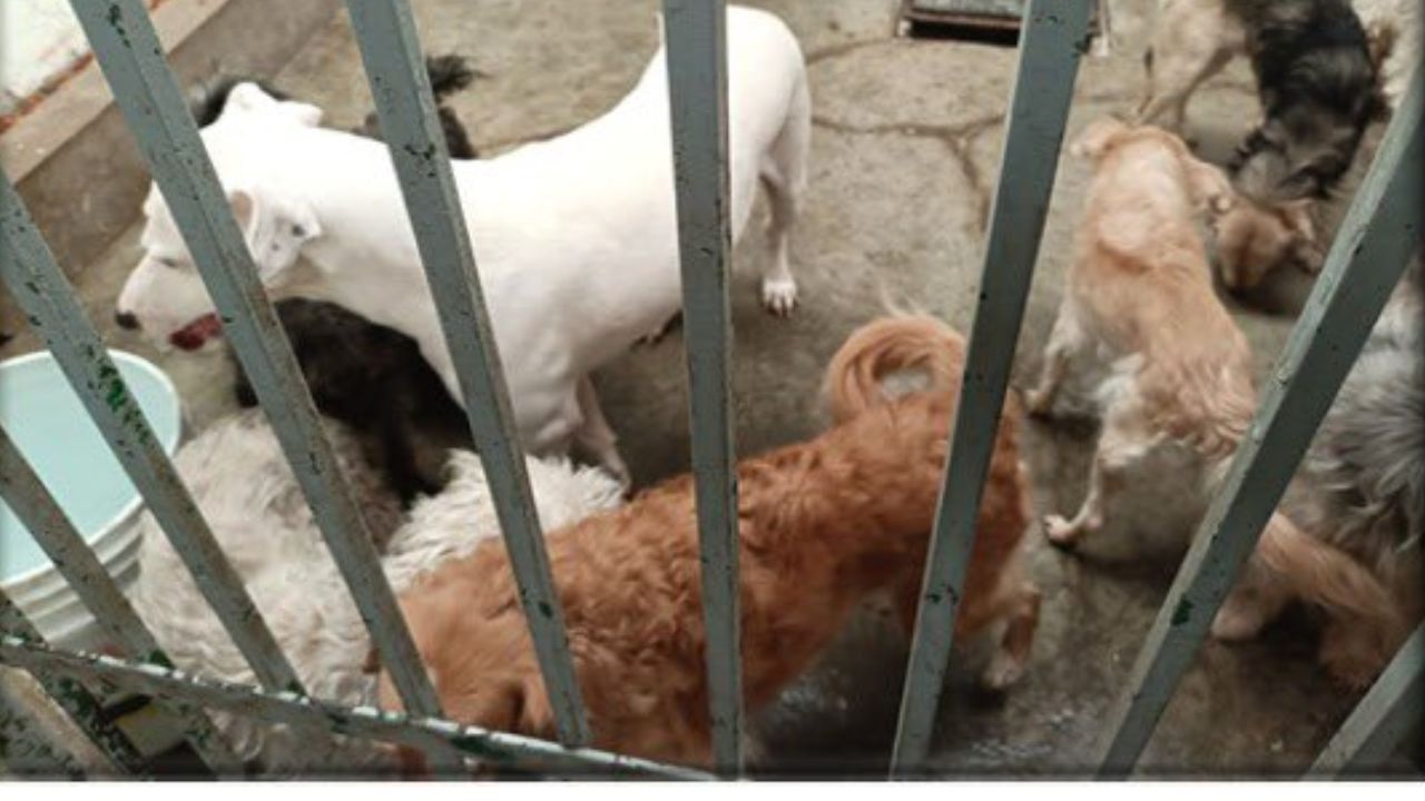 Rescatan a 13 perritos y un gatito abandonados en domicilio de Tecámac