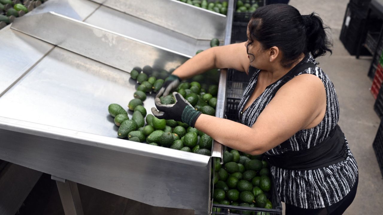 Hoy se normalizan exportaciones de aguacates y mangos a EUA: AMLO