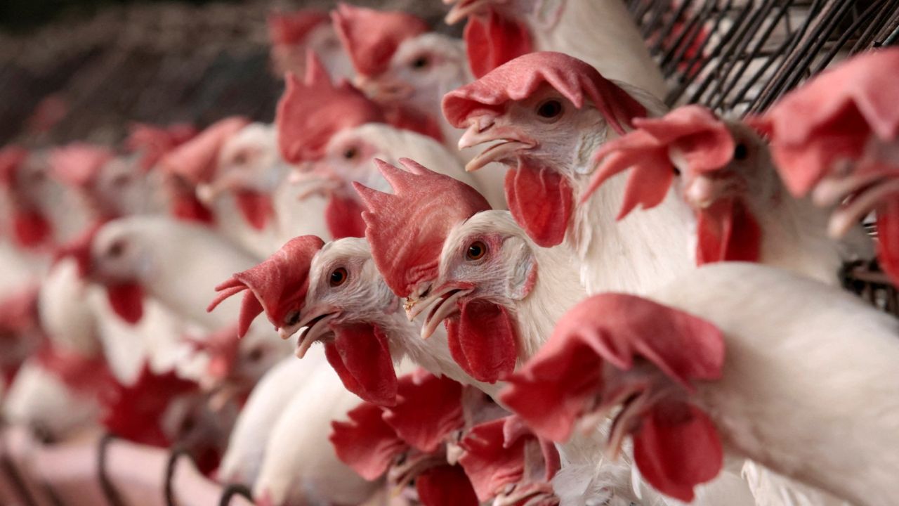 Paciente con gripe aviar AH5N2 murió por padecimientos crónicos: Salud