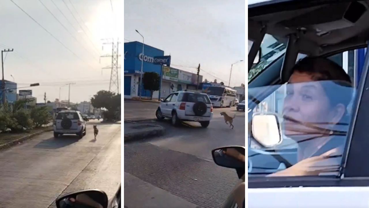 Mujer abandona a perrito en calles de Puebla