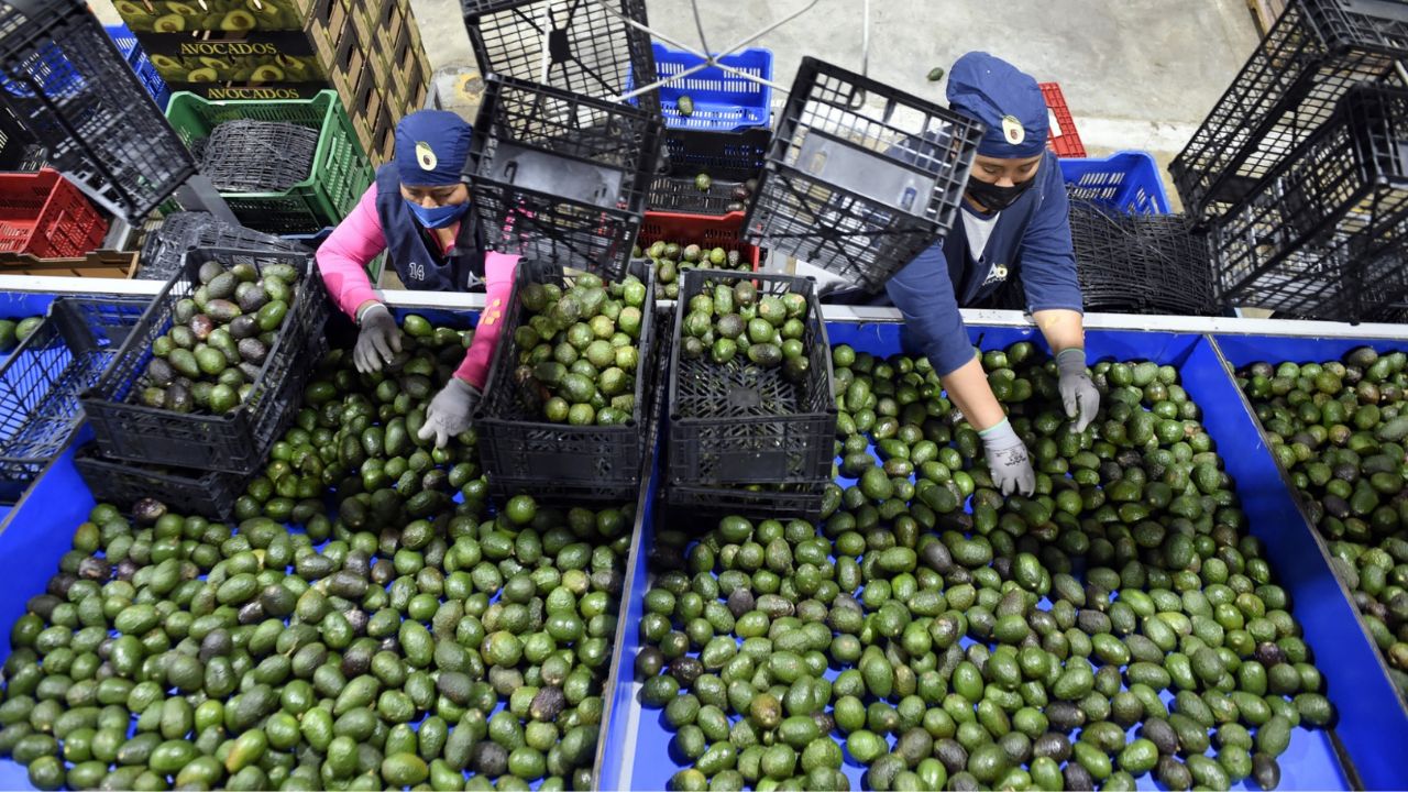 Suspensión de aguacate michoacano por EUA es una “medida unilateral”, afirma AMLO