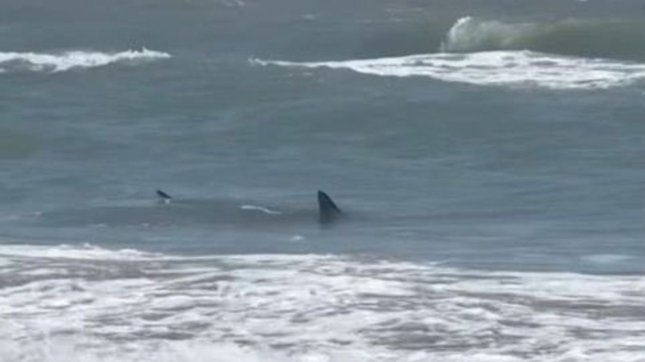 Tiburón ataca a dos personas en Isla del Padre, Texas