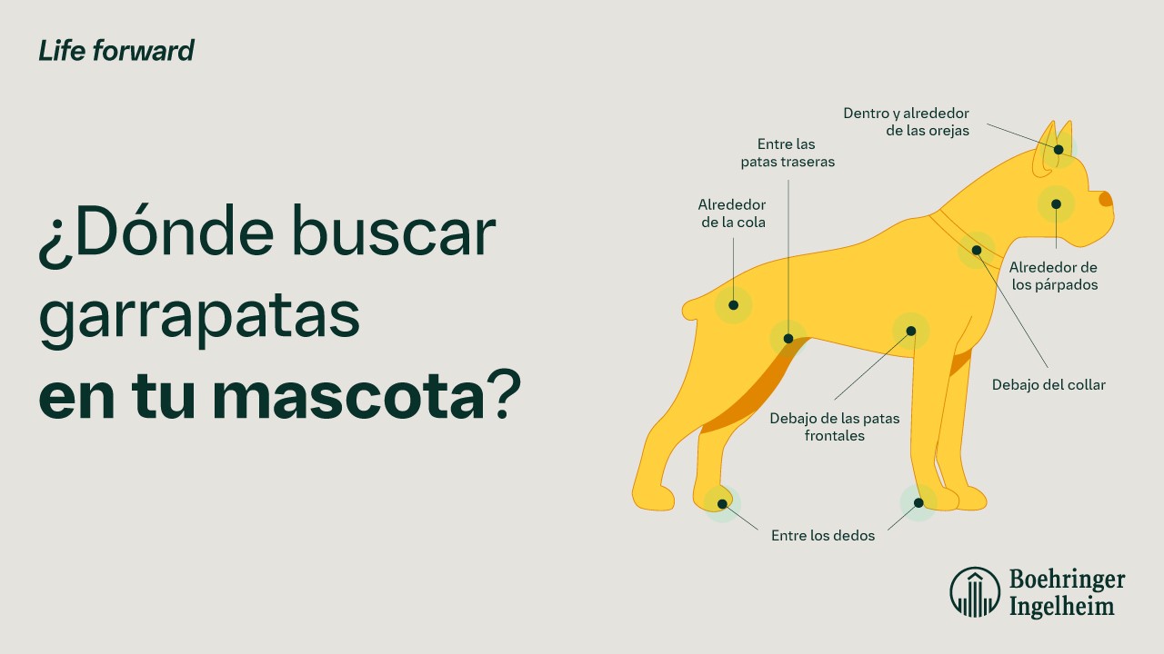 Dónde buscar garrapatas en tu mascota