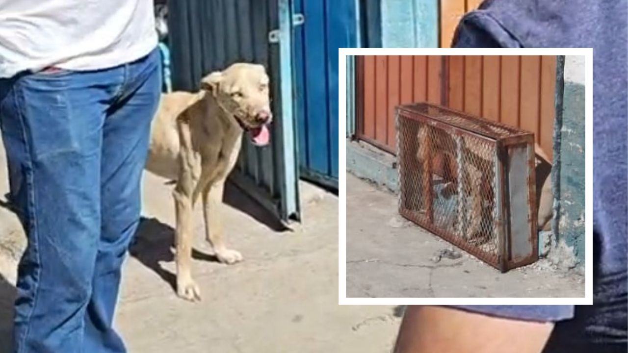 Rescatan a perrita encerrada en jaula diminuta por dueños de un taller en Puebla