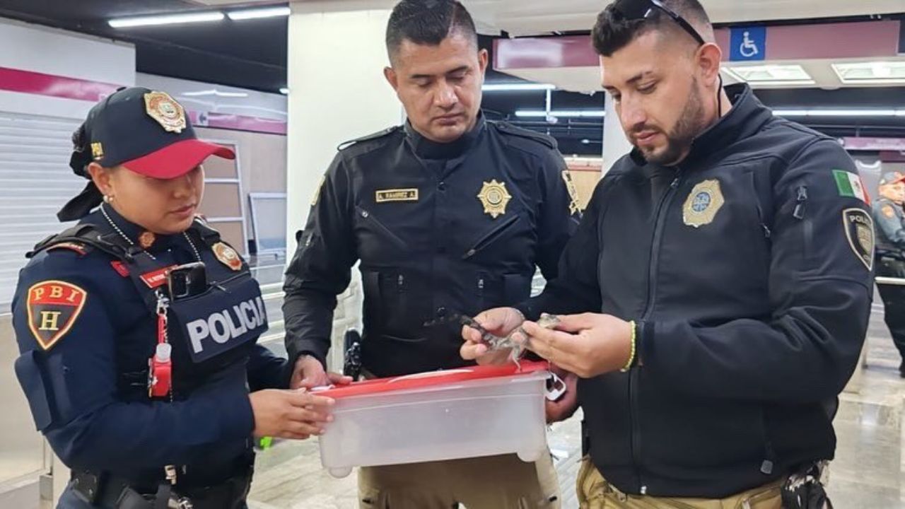 Valoran a dos bebés cocodrilos encontrados en el Metro de la CDMX