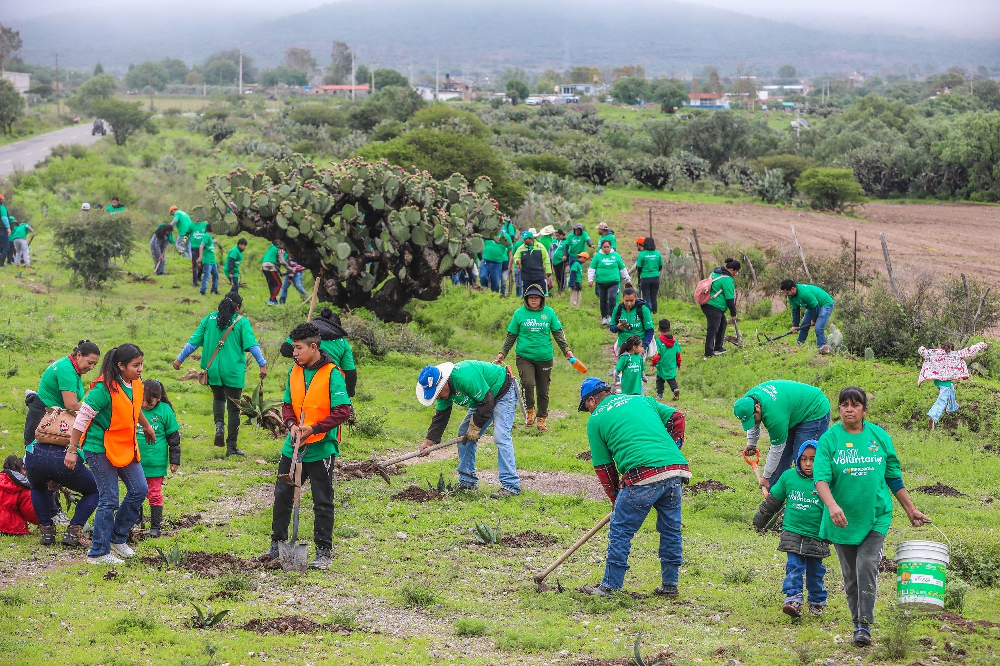 Iberdrola México planta 8,000 árboles en cinco estados