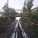 Cae árbol sobre dos autos estacionados en Azcapotzalco