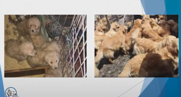 Con la nueva ley en puerta, LomBom moviliza al ecosistema empresarial contra el maltrato animal