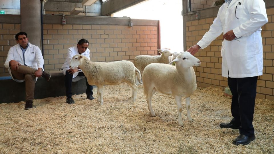México presenta su primer borrego clonado: el inicio de la zoogenética del futuro