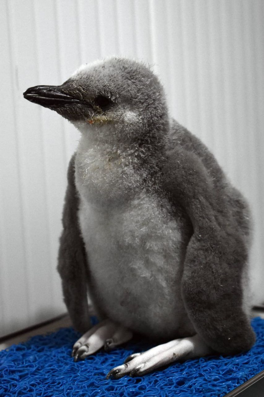 El primer pingüino barbijo de Latinoamérica ya tiene nombre: Leo